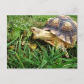 Sulcata Tortoise Grazing in Grass, Mouth Open Briefkaart (Voorkant)