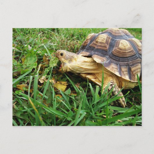 Sulcata Tortoise Grazing in Grass, Mouth Open Briefkaart (Voorkant)