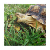 Sulcata Tortoise Grazing, Mouth Open, in Grass Tegeltje (Voorkant)