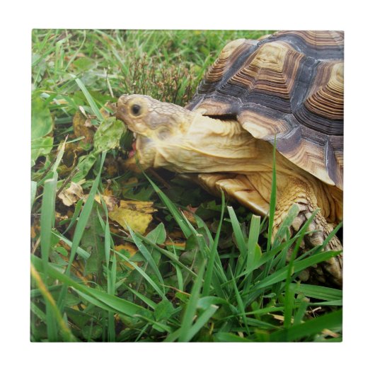 Sulcata Tortoise Grazing, Mouth Open, in Grass Tegeltje (Voorkant)