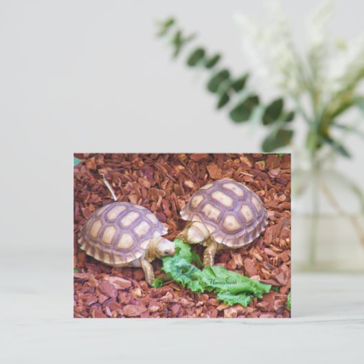 Sulcata Tortoise Hatchlings Briefkaart (Staand voorkant)