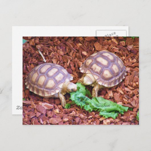 Sulcata Tortoise Hatchlings Briefkaart (Voorkant / Achterkant)