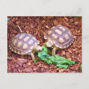 Sulcata Tortoise Hatchlings Briefkaart