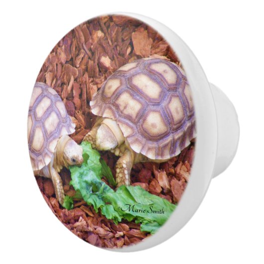 Sulcata Tortoise Hatchlings Keramische Knop (Rechts)