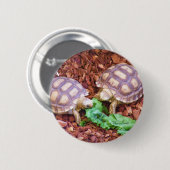 Sulcata Tortoise Hatchlings Ronde Button 5,7 Cm (Voorkant /achterkant)