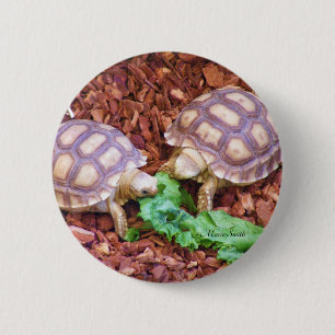 Sulcata Tortoise Hatchlings Ronde Button 5,7 Cm