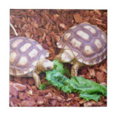 Sulcata Tortoise Hatchlings Tegeltje (Voorkant)