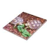Sulcata Tortoise Hatchlings Tegeltje (Zijkant)