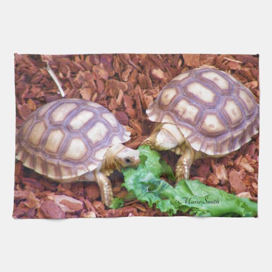 Sulcata Tortoise Hatchlings Theedoek (Horizontaal)