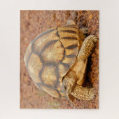 Sulcata Tortoise Legpuzzel (Verticaal)