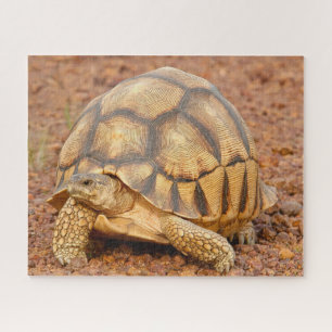 Sulcata Tortoise Legpuzzel