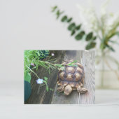Sulcata Tortoise Lounging on Balcony Eating Flower Briefkaart (Staand voorkant)