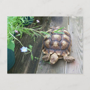 Sulcata Tortoise Lounging on Balcony Eating Flower Briefkaart