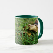 Sulcata Tortoise, Mouth Open, Grazing in Grass Mok (Voorkant rechts)