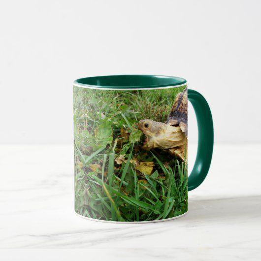 Sulcata Tortoise, Mouth Open, Grazing in Grass Mok (Voorkant rechts)