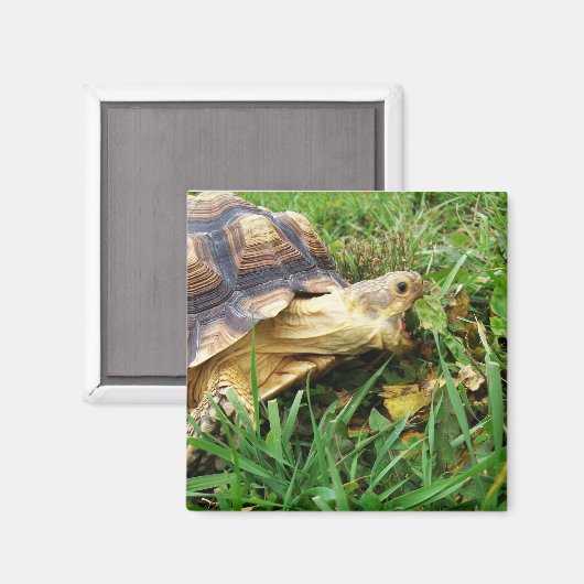 Sulcata Tortoise Mouth Open Inname van gras Magneet (Voorkant / Achterkant)