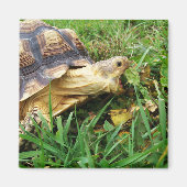 Sulcata Tortoise Mouth Open Inname van gras Magneet (Voorkant)