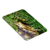 Sulcata Tortoise Mouth Open Inname van gras Magneet (Rechterzijde)