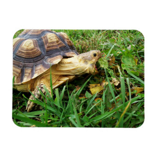 Sulcata Tortoise Mouth Open Inname van gras Magneet