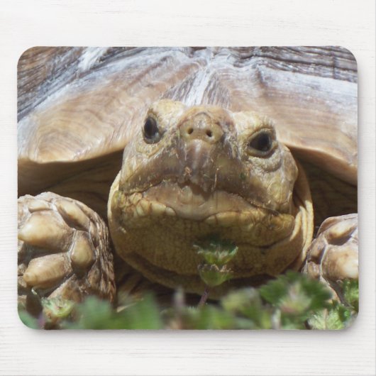Sulcata Tortoise Muismat (Voorkant)