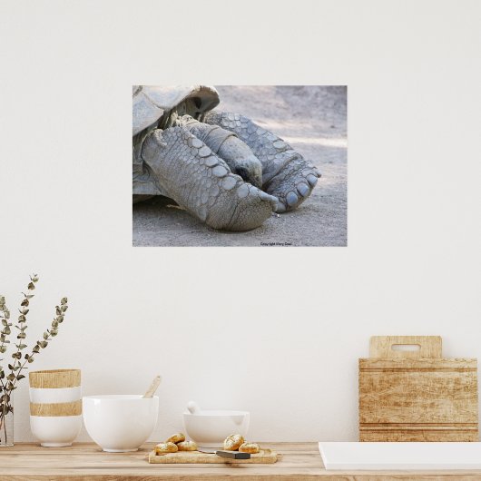 Sulcata Tortoise Poster (Keuken)