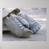 Sulcata Tortoise Poster (Voorkant)