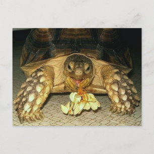 Sulcata Tortoise, Squash Seeds Hanging from Mouth Briefkaart