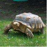 Sulcata Tortoises Staand Fotobeeldje<br><div class="desc">Sulcata Tortoises</div>