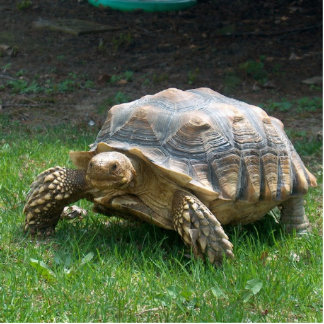 Sulcata Tortoises Staand Fotobeeldje