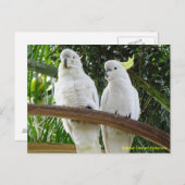 Sulfur Crested Cockatoos Briefkaart (Voorkant / Achterkant)