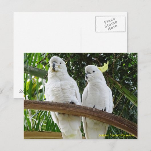 Sulfur Crested Cockatoos Briefkaart (Voorkant / Achterkant)
