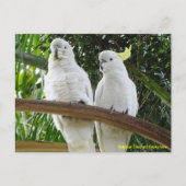 Sulfur Crested Cockatoos Briefkaart (Voorkant)