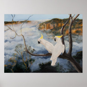 Sulfur Crested Cockatoos in het blauwe gebergte Poster