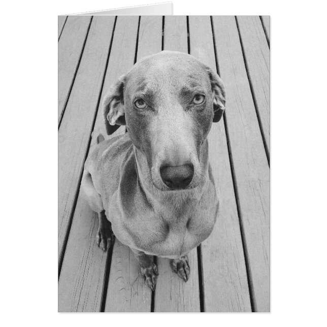 Sullen Weimaraner B&W (Voorkant)