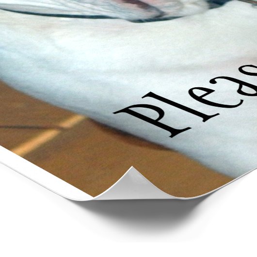 "Sullivan", het Engelse Bulldog/Poster Poster (Hoek)