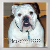 "Sullivan", het Engelse Bulldog/Poster Poster (Voorkant)