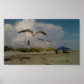 Sullivans Island Poster (Voorkant)