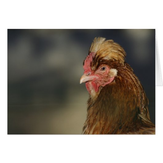 Sulmtaler (Voorkant Horizontaal)