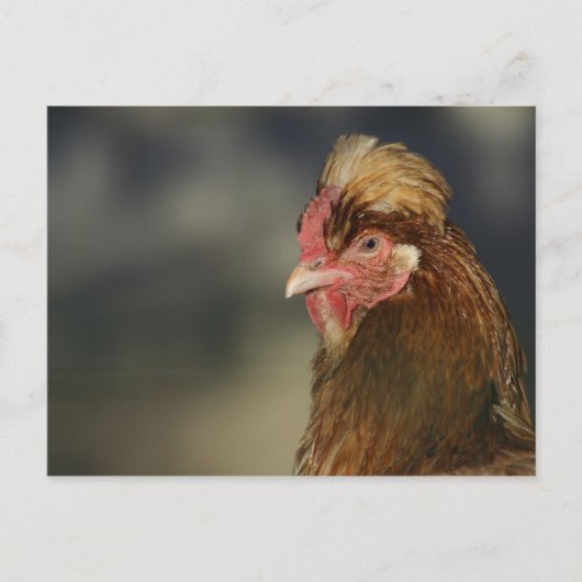 Sulmtaler Briefkaart (Voorkant)