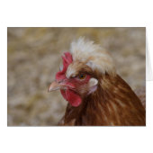 Sulmtaler Hen (Voorkant Horizontaal)