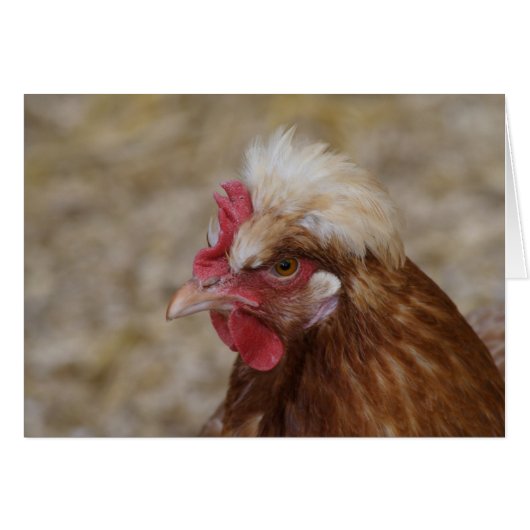 Sulmtaler Hen (Voorkant Horizontaal)