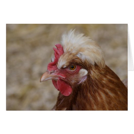Sulmtaler Hen (Voorkant Horizontaal)