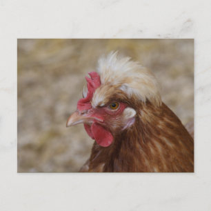 Sulmtaler Hen Briefkaart