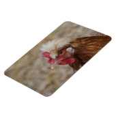 Sulmtaler Hen Magneet (Linkerzijde)