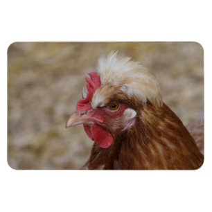 Sulmtaler Hen Magneet