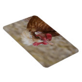 Sulmtaler Hen Magneet (Rechterzijde)