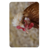 Sulmtaler Hen Magneet (Verticaal)