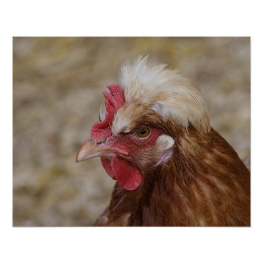 Sulmtaler Hen Perfect Poster (Voorkant)