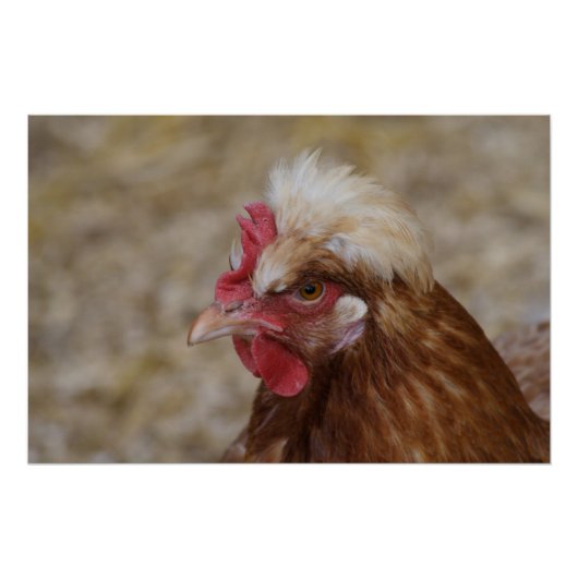 Sulmtaler Hen Poster (Voorkant)
