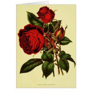 Sultan of Zanzibar Roos